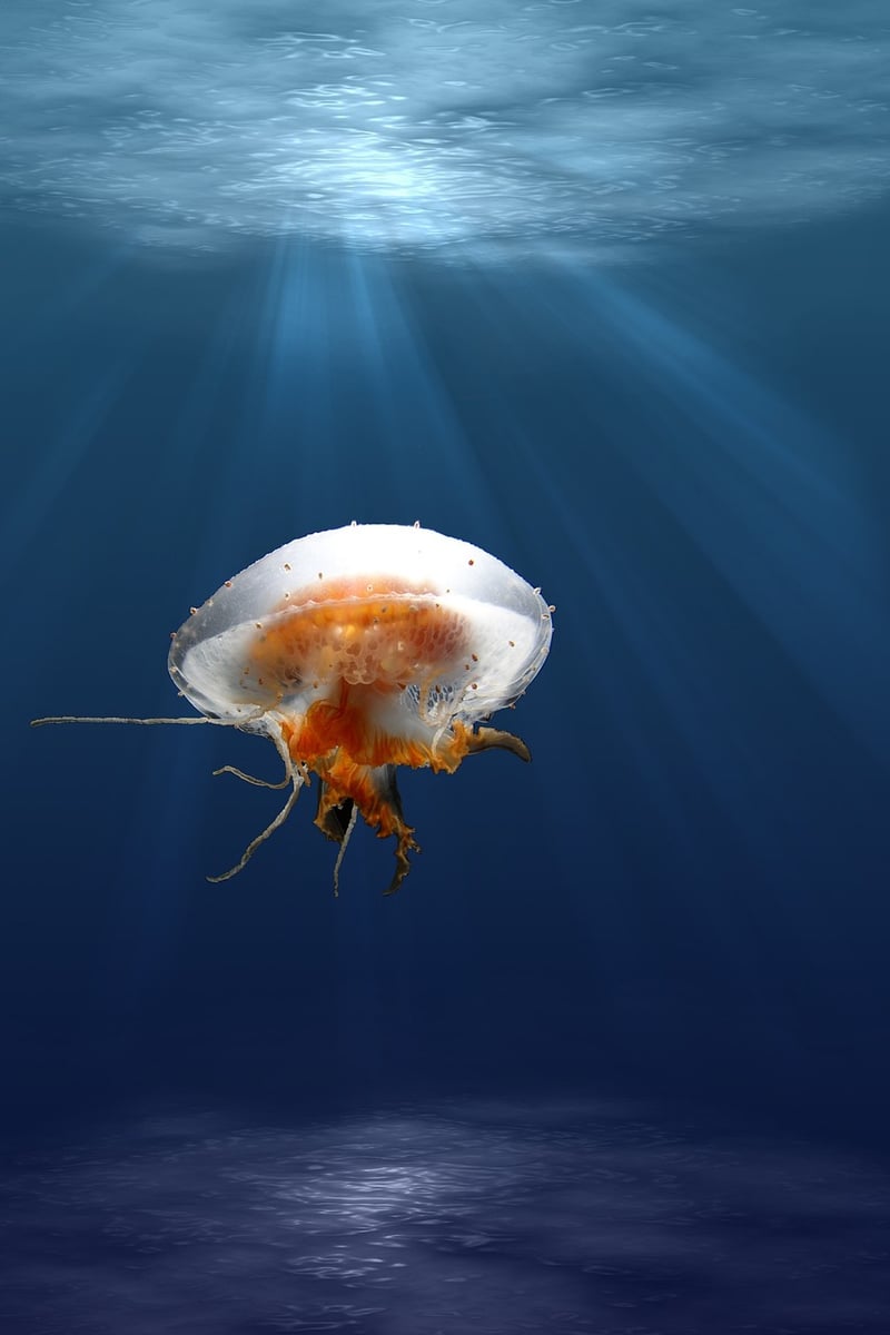 Marine Life Encounter