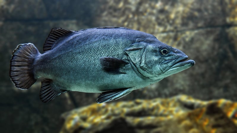 Underwater Marine Life